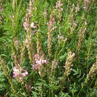 SEM. SAINFOIN DOUBLE IMPORT TAJA
